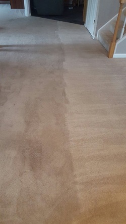 Best Steam Carpet Cleaning Company Lancaster PA